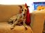 Whippet Benjamin - September 2012