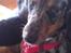 Blanding af racer 'Begga' Gravhund/DSG "Blue merle"