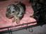 Blanding af racer 'Begga' Gravhund/DSG "Blue merle" - Da hun var helt bitte :)