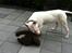 Bullterrier Maggie