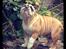 Engelsk bulldog Eigil - Stokrose jagt!