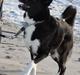 Karelsk bjørnehund Bella
