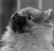 Pomeranian panuu