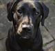 Blanding af racer Bell (labrador/boxer)