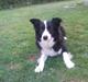 Border collie Charly