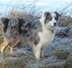 Australian shepherd Nivea