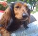 Gravhund R.I.P. Molly <3