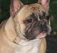 Fransk bulldog Simba