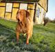 Dogue de bordeaux Ishinrosse Aime - Jasmin