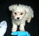 Malteser Cody