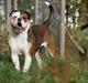 Olde english bulldogge Bulltok's Diesel <3
