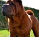 Shar pei MultiCH China Dream Bailey