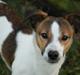 Jack russell terrier Obelix