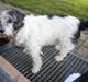 Blanding af racer Dexter (dingse)