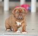 Dogue de bordeaux Cru Acajou Sad Man´s Tongue "Kjeld"