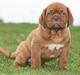 Dogue de bordeaux Cru Acajou Light A Way " LaLa"