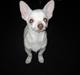 Chihuahua Basse