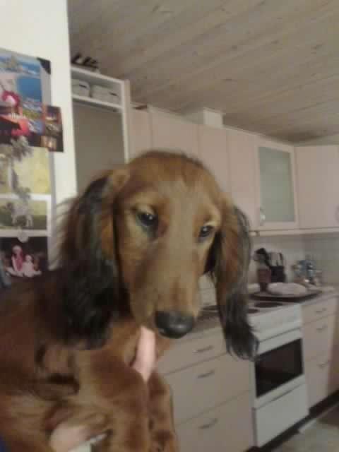 Dværggravhund Max billede 4