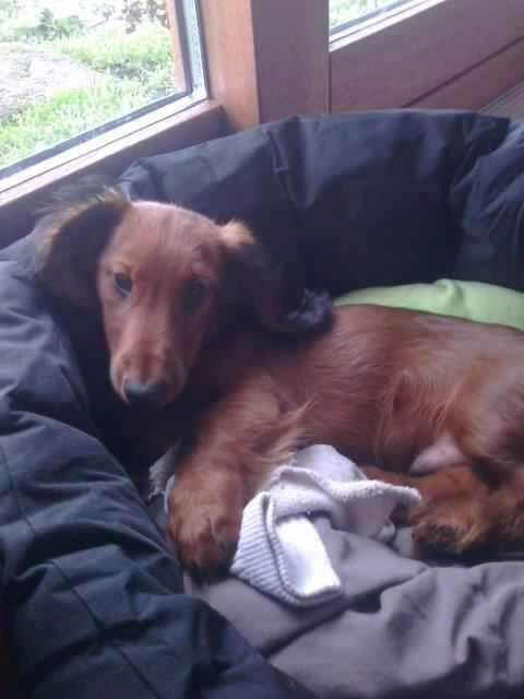 Dværggravhund Max billede 5