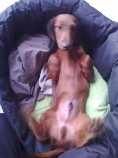 Dværggravhund Max billede 6