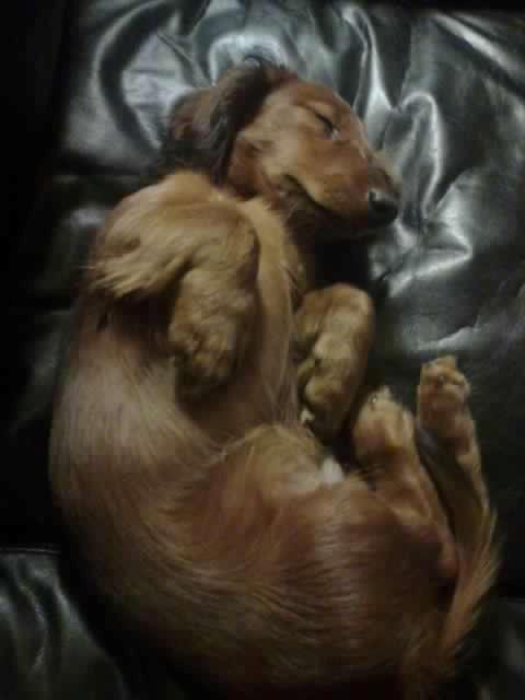 Dværggravhund Max billede 7