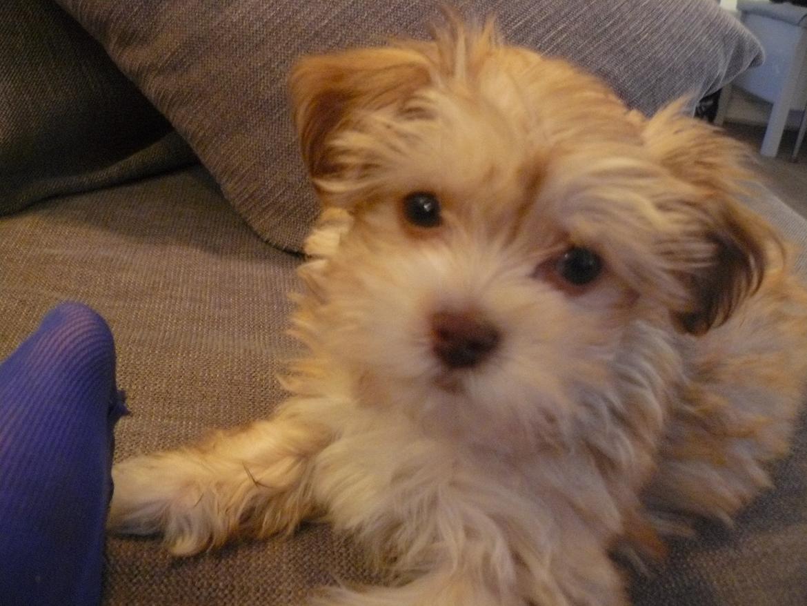 Bichon havanais Molly billede 10