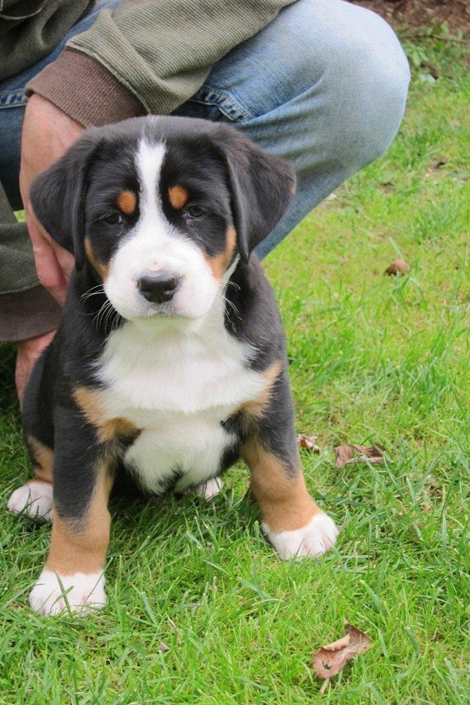 Grosser schweizer sennenhund Holmer - Ligner en sød Bisse :-) billede 3