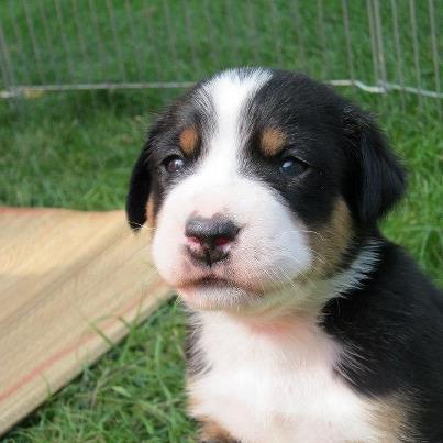 Grosser schweizer sennenhund Holmer - Nuser :-) billede 5