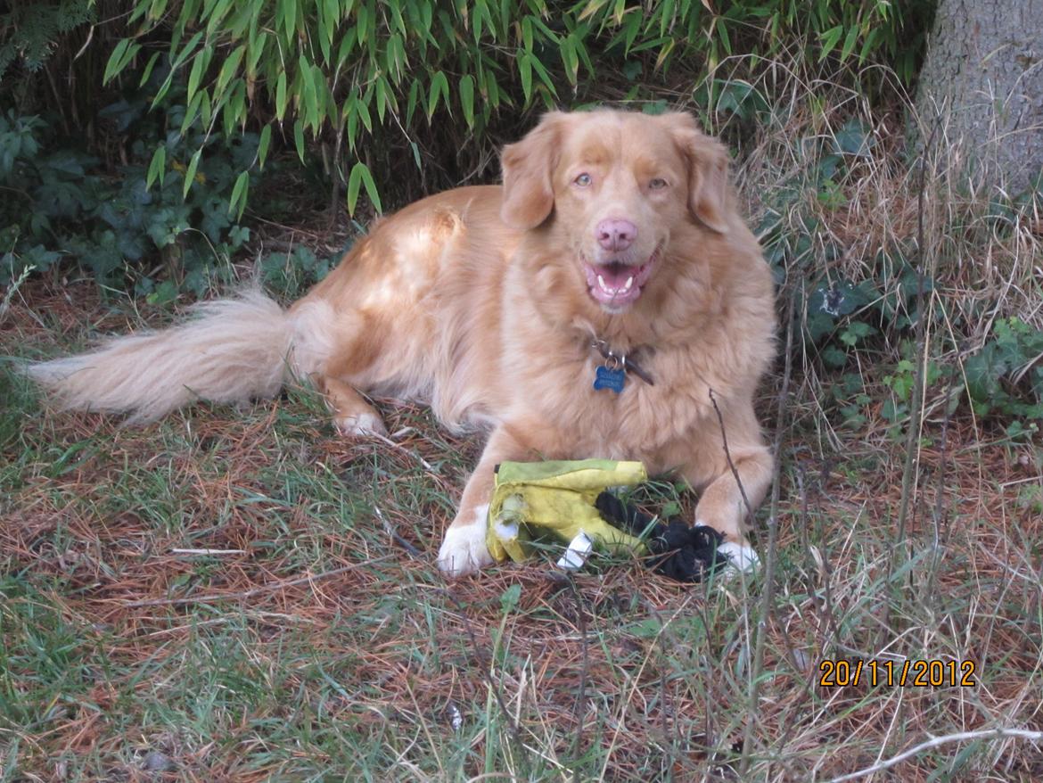 Nova scotia duck tolling retriever Simba - <3<3 billede 20