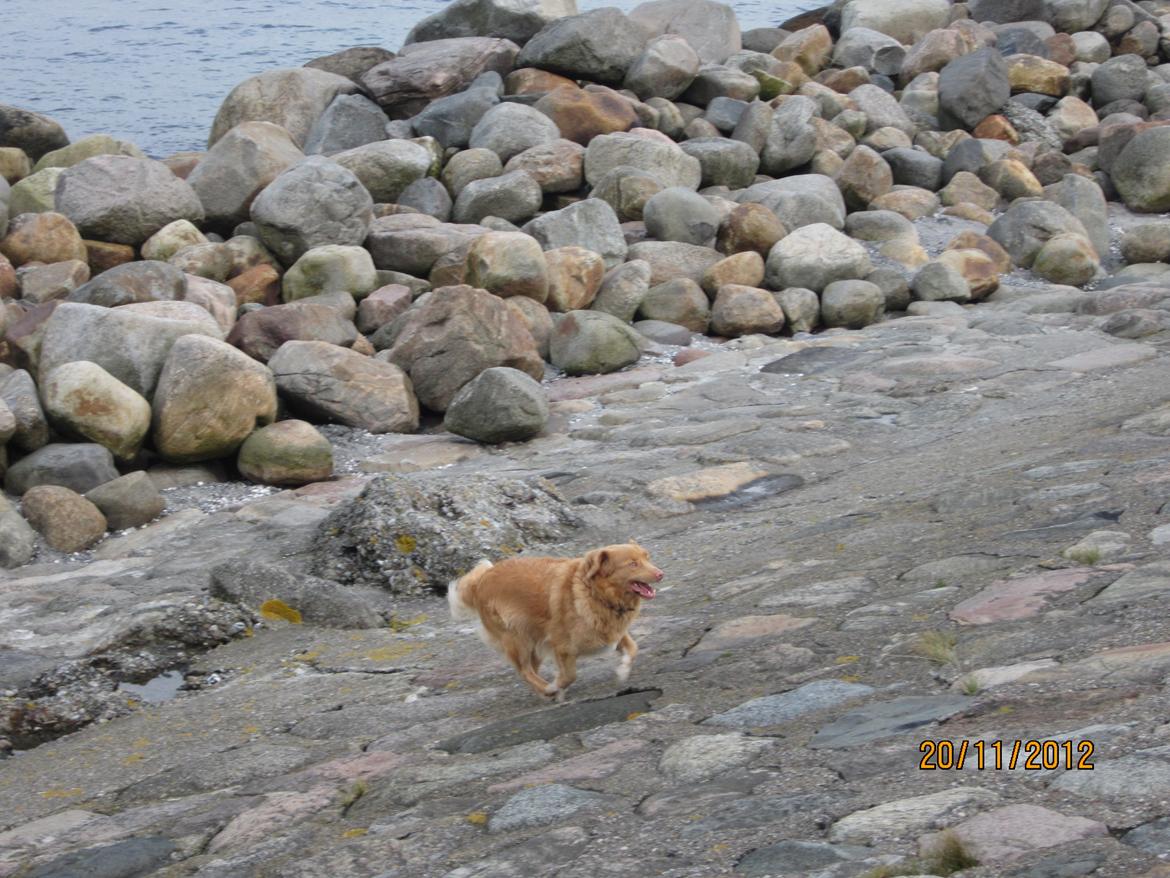 Nova scotia duck tolling retriever Simba - Dejlig dag på Kronborg:-) billede 6