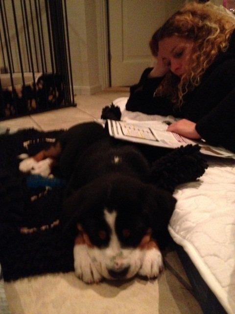 Grosser schweizer sennenhund Holmer - Mors hund  billede 9