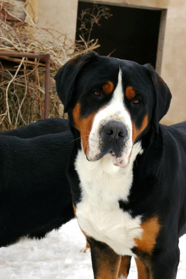 Grosser schweizer sennenhund Holmer - Maxi, Holmers far billede 10