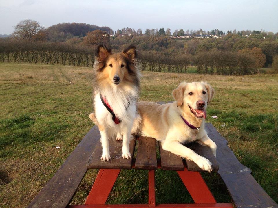 Golden retriever Nova - Just chilling :P  billede 20