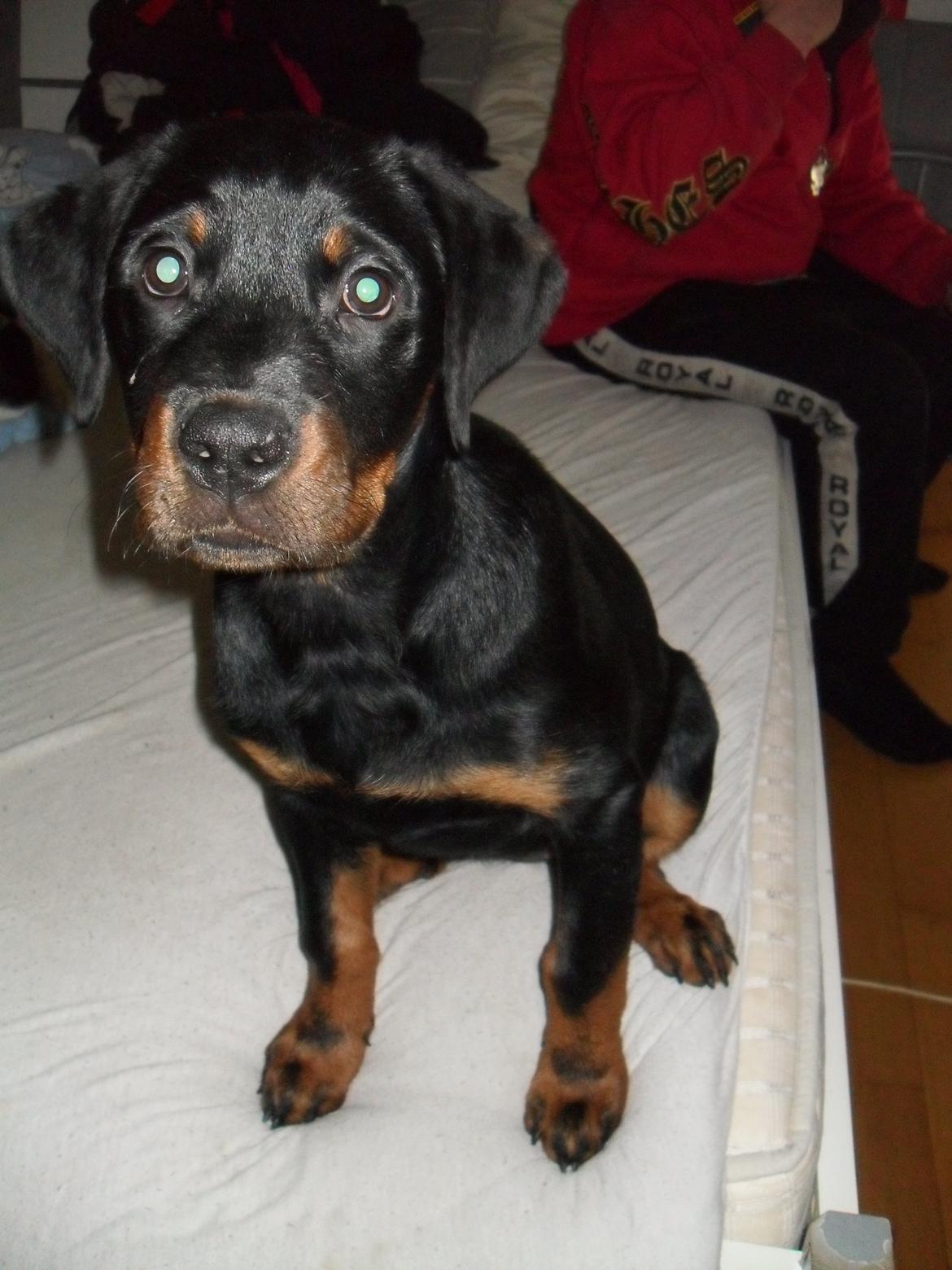 Blanding af racer Malou billede 1