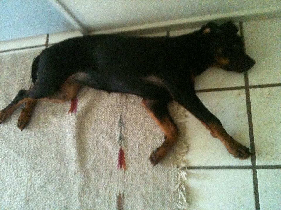 Blanding af racer Malou billede 3