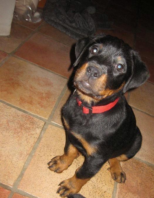 Blanding af racer Malou billede 4