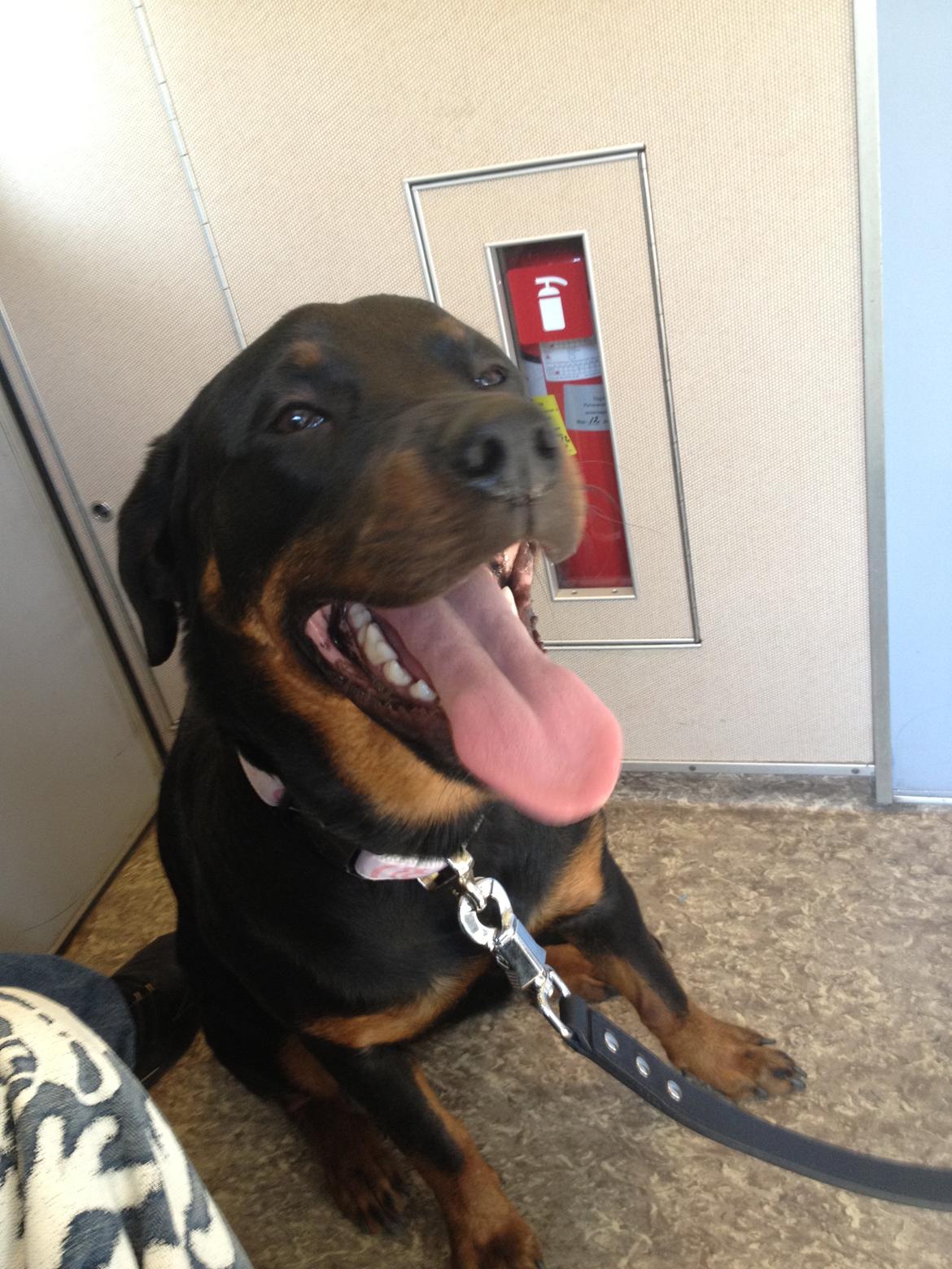 Blanding af racer Malou billede 5