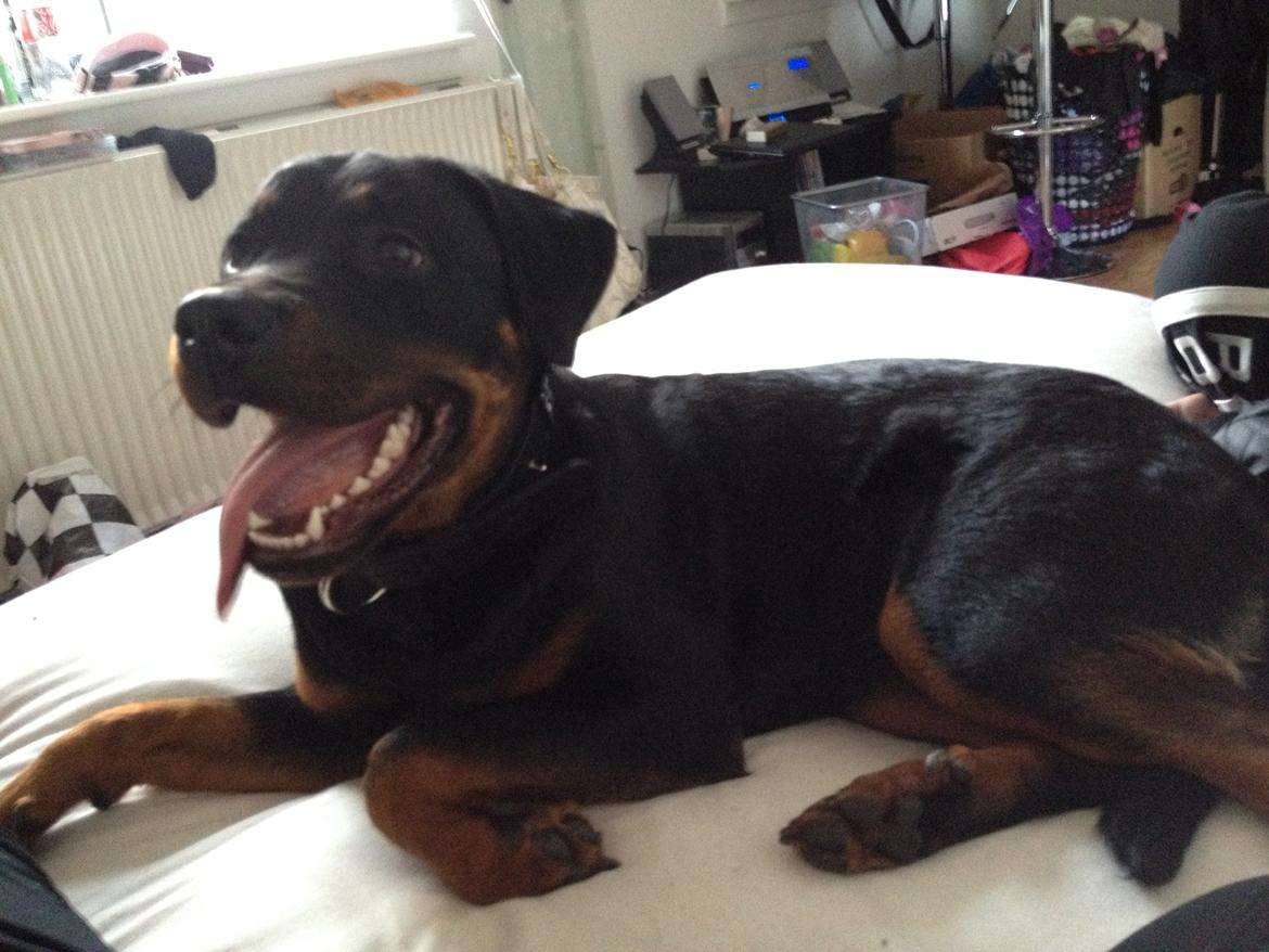 Blanding af racer Malou billede 6