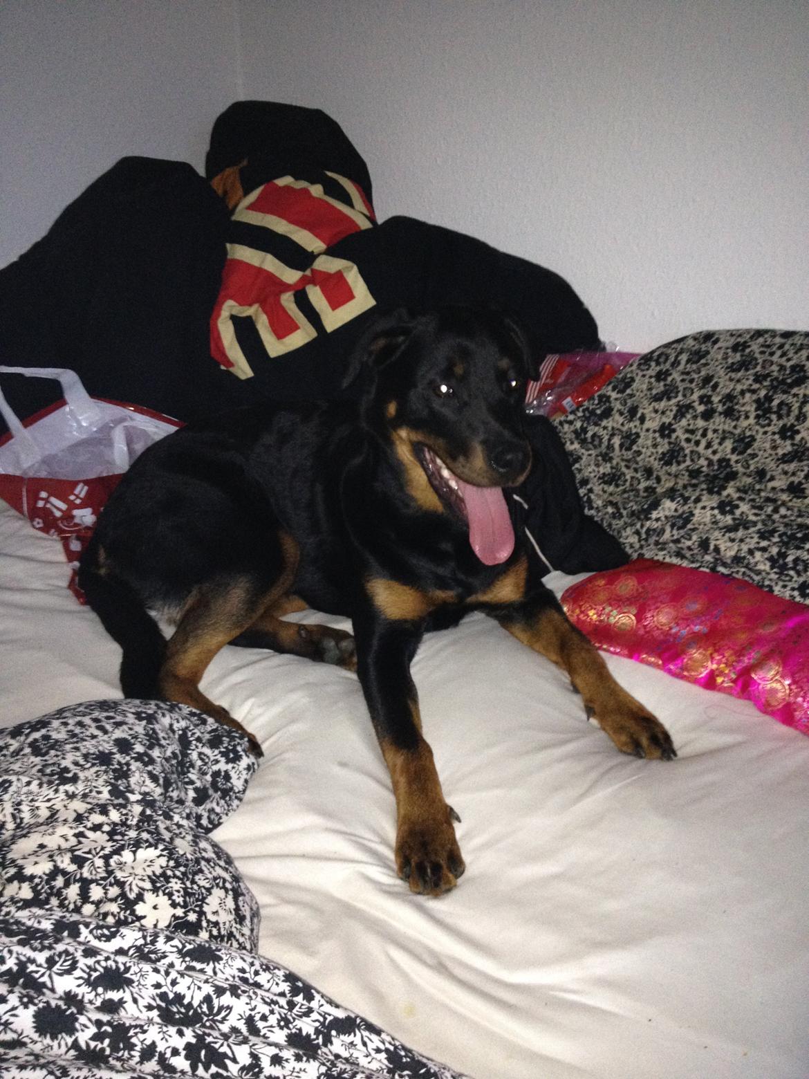 Blanding af racer Malou billede 7