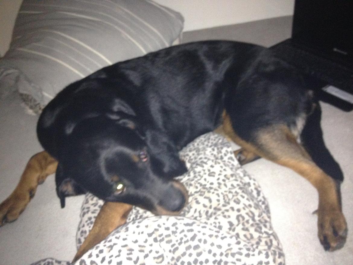 Blanding af racer Malou billede 8