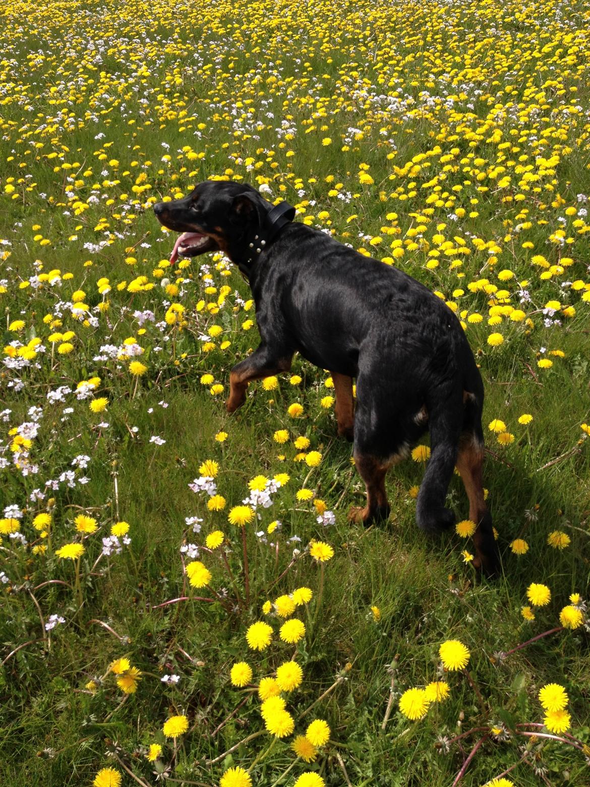 Blanding af racer Malou billede 9