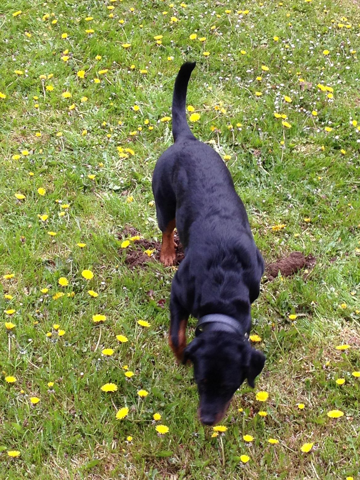 Blanding af racer Malou billede 10