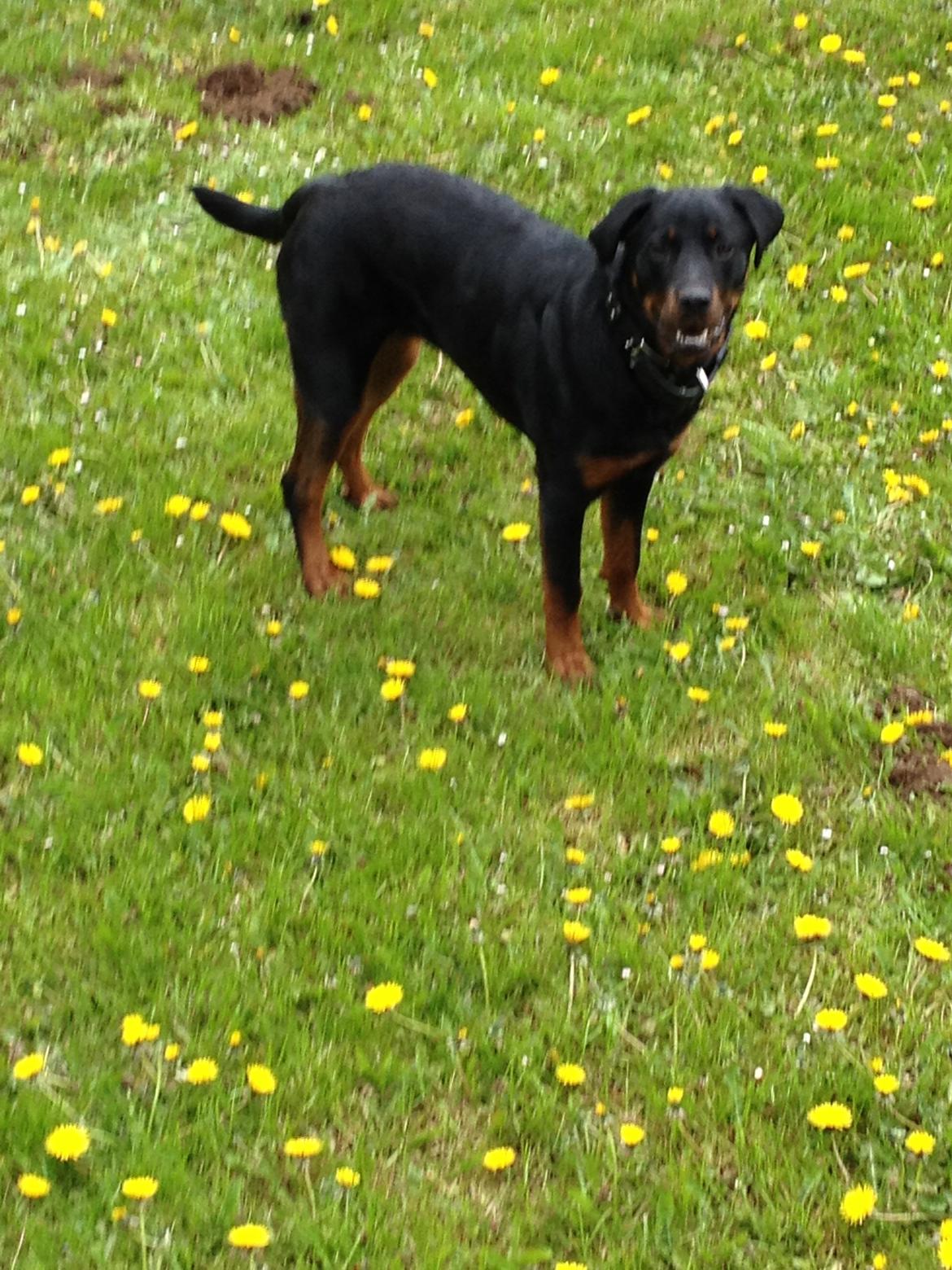 Blanding af racer Malou billede 11