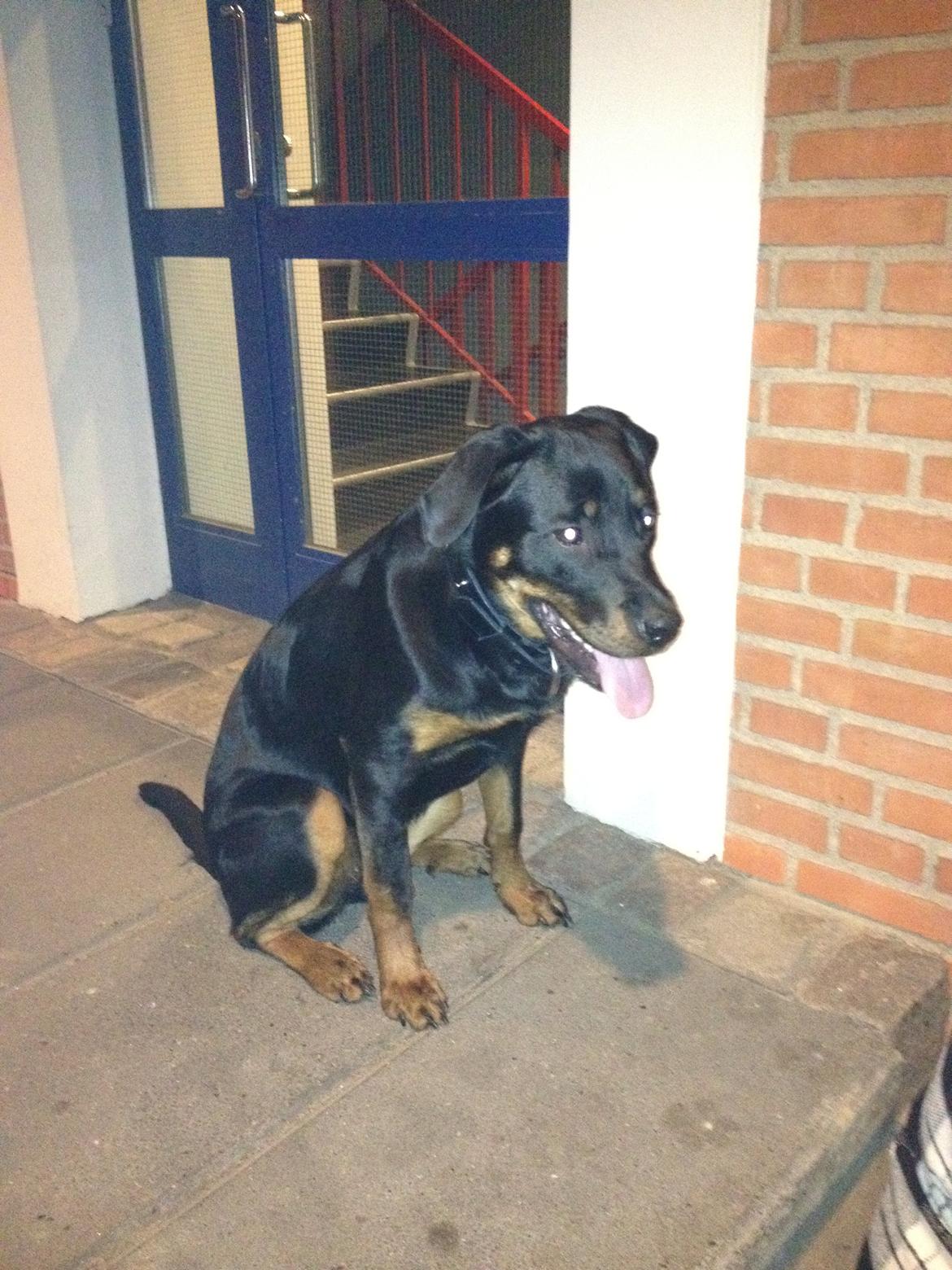 Blanding af racer Malou billede 12