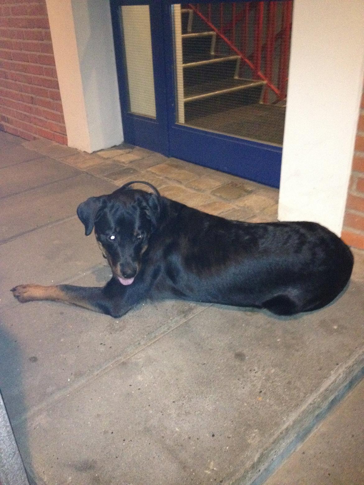 Blanding af racer Malou billede 13