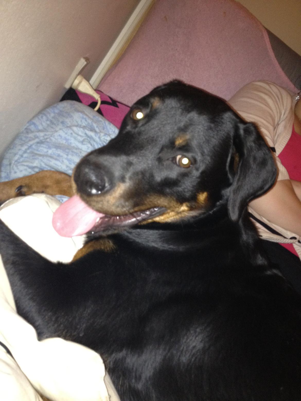 Blanding af racer Malou billede 14