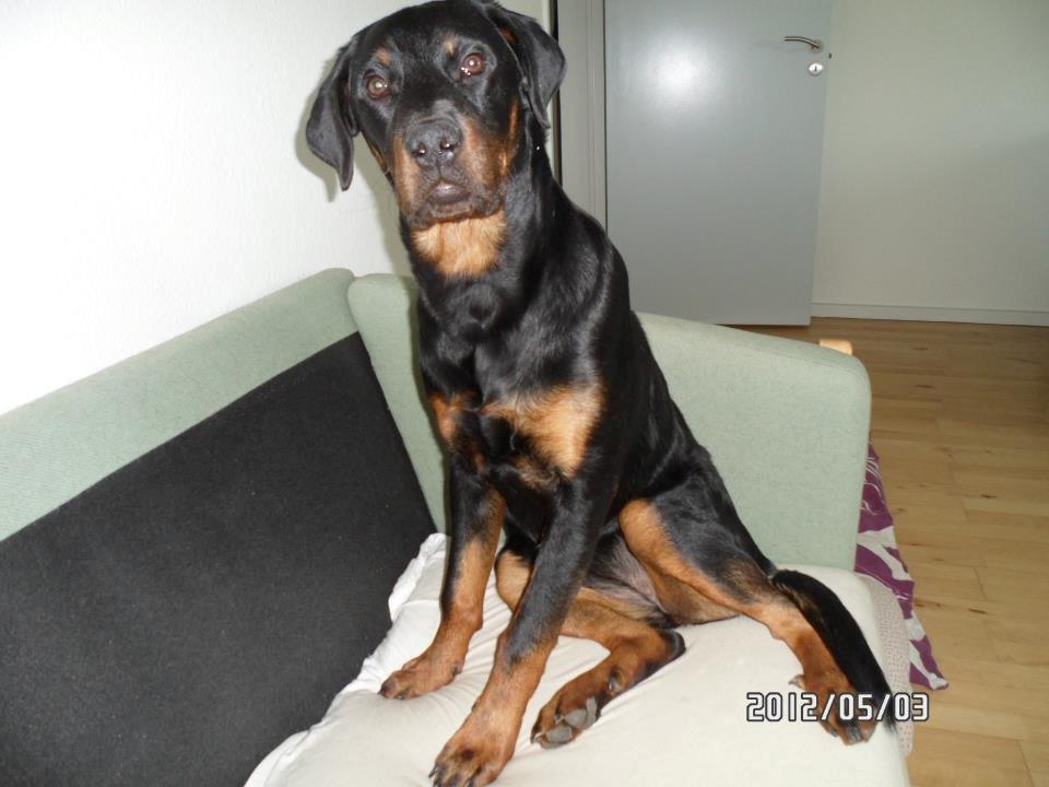 Blanding af racer Malou billede 15