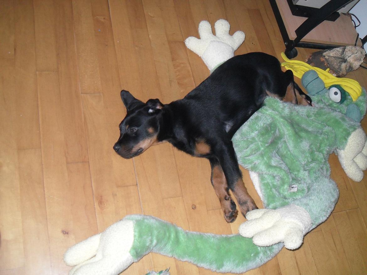 Blanding af racer Malou billede 16