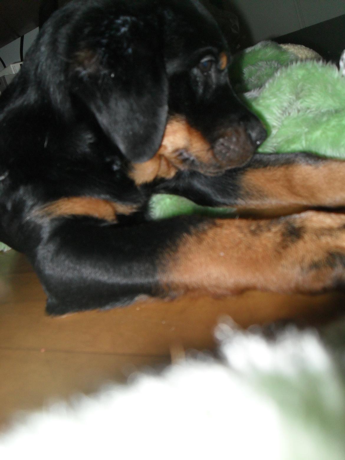 Blanding af racer Malou billede 17