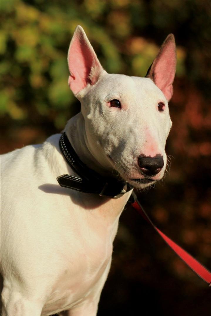 Bullterrier Lulu *himmelhund* billede 5